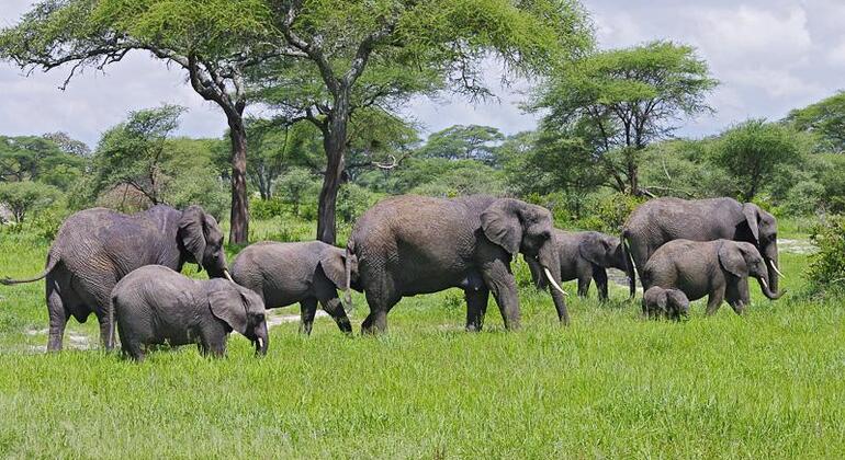 day trip to tarangire national park 01