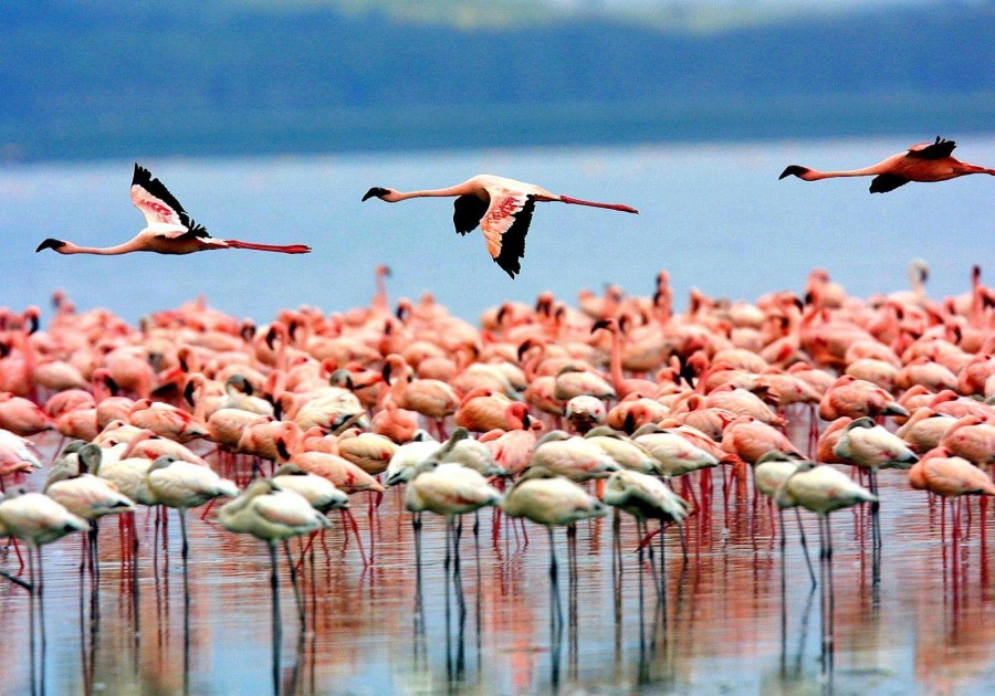 lake manyara birds
